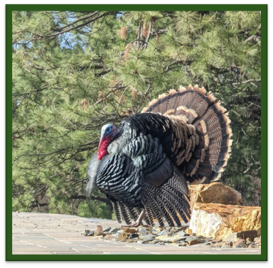 A large Tom (Male) Turkey standing next to a tree - Turkey has black, white, brown, gray and tan feathers with a red neck and blue face.